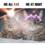 Cat meme