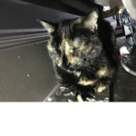 #lovecats#