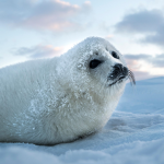 SAVE THE SEALS FROM THE POLAR BEARS!