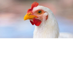 POLLAIO