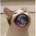 PopCat Leage