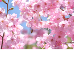 ~Cherry Blossom~Iq