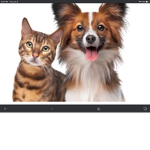 Kittens and doggies!