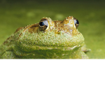 O D E R patrol