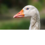 goose squad army