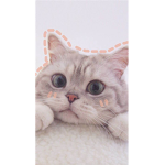 aeshetic kitty's