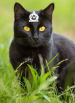 Blackclaw