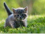 Cat$!