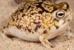 Rain frog patting zoo