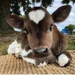 Cow squad (Aly&Sabrina fans)