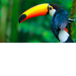 Toucan Fans!