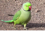 - Parrot Owners -