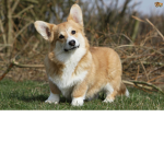 Corgis Are Super Awesome
