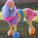 Crystal Doggos