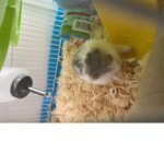 Moon and star and mouseys group