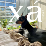 xá