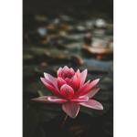 budvjxts
