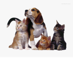 [Entertainment Group]