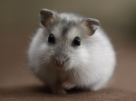 hamsterHumans