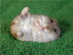 hampster