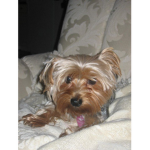 Yorkie Love