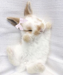 ୨୧ plushi
