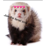 Ferret time