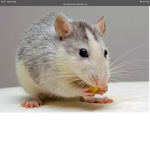 The cool and rich rats