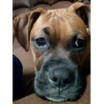 Puppydog_squad