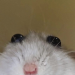 hi guys! :)