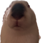 Bunster Games