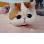 the cat is cute
