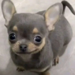 Hi I can buy Noob