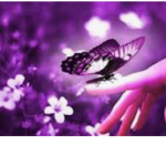 X The butterfly X