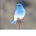 ~Blue birds elite dance team~