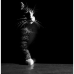 ~ The Black Shadow's ~