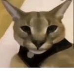 Bobux kind