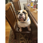 the bulldog fan club