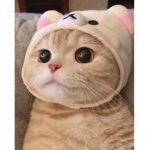 로벅스는 다음에