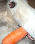 Bork Sniff Games