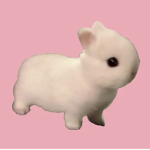 diana’s bunnies