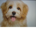 If you love dogs join this club