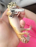 lizard City