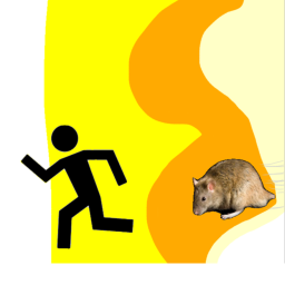 get chased by a rat!