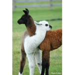 TheFunGroupOfLlamas