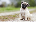 Pug squad lol