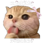 'cutekitty