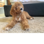 Puppy’s are adorable