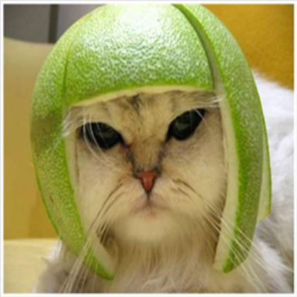 funny-cat Roblox decal
