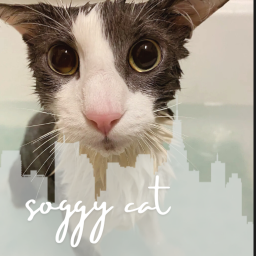 soggy cat city